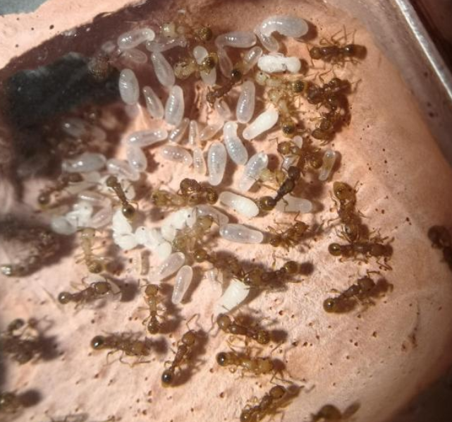 天然CP！蚂蚁跨物种“催生”蚜虫生育是什么原理?