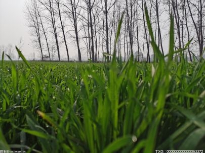 河北省燕麦育种科技成果转化获得新突破