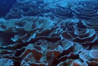 珊瑚礁主體損傷演化規律研究獲進展 數據顯示起裂應力與圍壓呈正相關關系