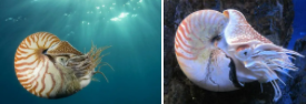 鹦鹉螺是如何繁殖的？鹦鹉螺的养殖环境和技术
